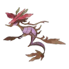 Dragalge